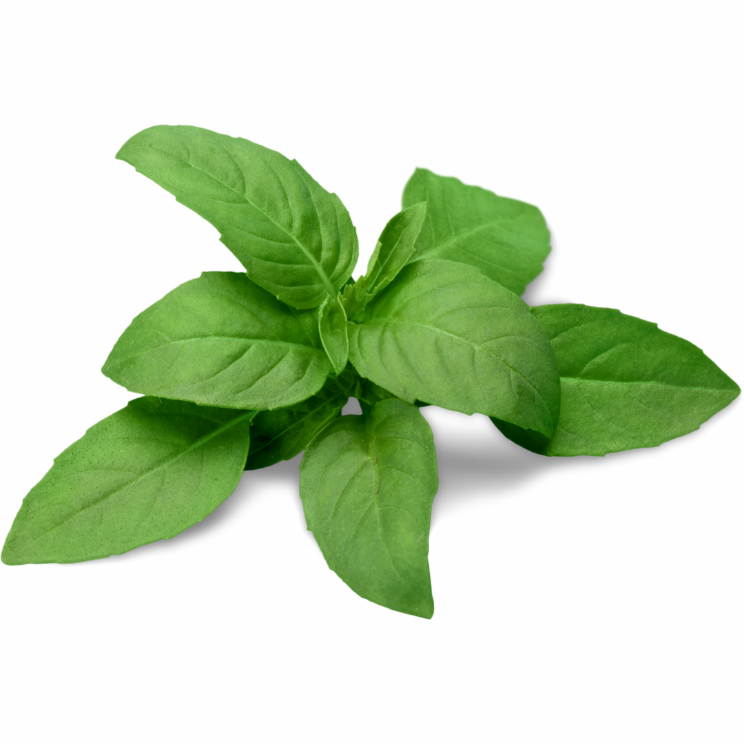 Italian Basil (20 g)
