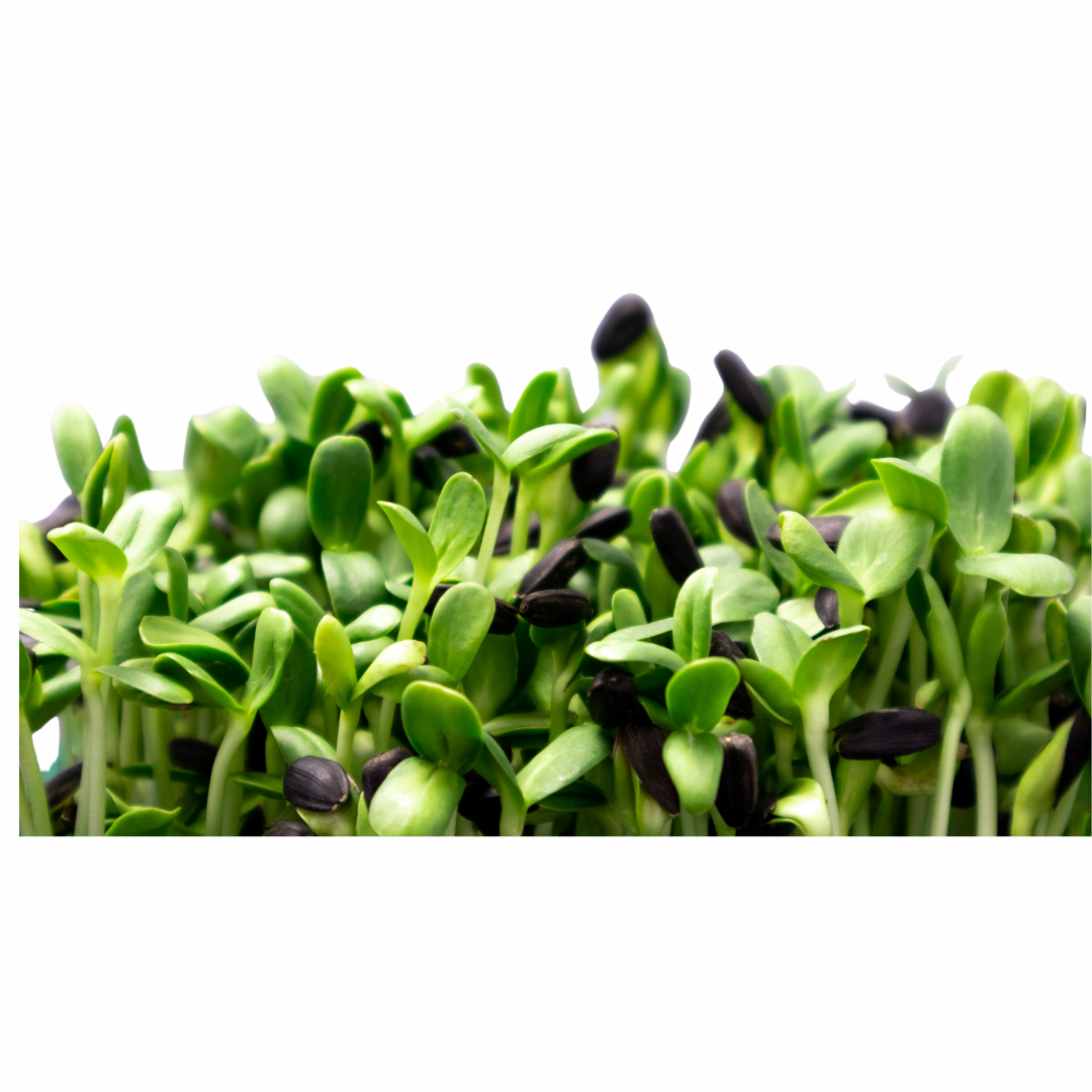 Microgreens 20g