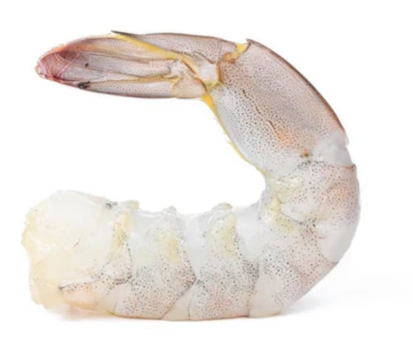 Shrimp Vannamei