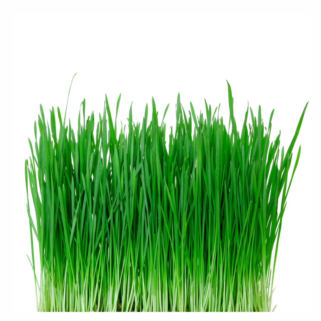 Wheat Grass 20g