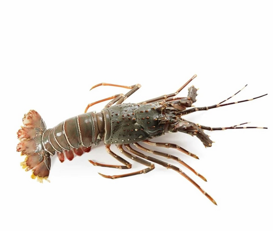 Lobsters Whole (Frozen) 500-800g - 1x10kg Pack